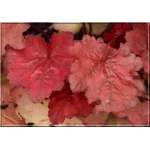Heuchera Autumn Leaves - Żurawka Autumn Leaves - liść rdzawoczerwony, kwiat różowo biały, wys. 20, kw. 5/7 FOTO