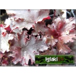 Heuchera Black Taffeta - Żurawka Black Taffeta - liść ciemnopurpurowy, kwiat biały, wys. 30, kw. 5/6 FOTO