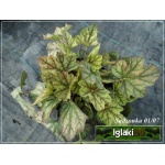 Heuchera Green Spice - Żurawka Green Spice - liść zielony z czerwonymi przebarwieniami, białe, kw. 6/7, wys. 70 FOTO