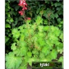 Heuchera Hercules - Żurawka Hercules - liście zielono-białe, kwiaty czerwone, wys. 45, kw 5/7 FOTO