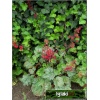 Heuchera Lipstick - Żurawka Lipstick - liście zielone z srebrym marmurkiem, kwiaty czerwone, wys. 50, kw 5/8 FOTO 