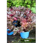 Heuchera Midnight Ruffles - Żurawka Midnight Ruffles - liść purpurowy, wys. 30, kw 6/8 FOTO