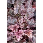 Heucherella Berry Fizz - Żuraweczka Berry Fizz - liście fioletowe z brązowymi plamami, kwiaty różowe, wys. 15, kw 6/7 FOTO 