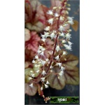 Heucherella Copper Cascade - Żuraweczka Copper Cascade - liść żółto brązowy, kwiat biały, wys. 20, kw 5/6 FOTO