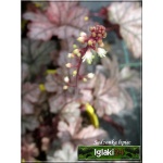 Heucherella Gunsmoke - Żuraweczka Gunsmoke - liście purpurowo-srebrzyste, wys. 20, kw. 6/7 FOTO