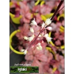 Heucherella Gunsmoke - Żuraweczka Gunsmoke - liście purpurowo-srebrzyste, wys. 20, kw. 6/7 FOTO