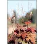 Heucherella Sweet Tea - Żuraweczka Sweet Tea - liść czerwonobordowy, kwiat biały, wys. 50, kw 7/8 FOTO