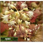 Heucherella Sweet Tea - Żuraweczka Sweet Tea - liść czerwonobordowy, kwiat biały, wys. 50, kw 7/8 FOTO