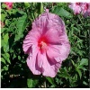 Hibiscus moscheutos Fantasia - Hibiskus bagienny Fantasia - Ketmia bylinowa Fantasia - różowe FOTO