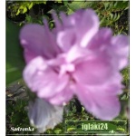 Hibiscus syriacus Ardens - Ketmia syryjska Ardens - fioletowo-różowe pełne FOTO
