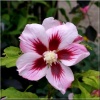 Hibiscus syriacus Hamabo - Ketmia syryjska Hamabo - biała z różowym środkiem FOTO 