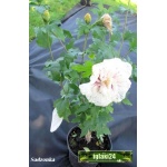 Hibiscus syriacus Hamabo - Ketmia syryjska Hamabo - biała z różowym środkiem FOTO 