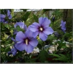 Hibiscus syriacus - Ketmia syryjska niebieska FOTO