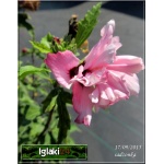 Hibiscus syriacus Leopoldii - Ketmia syryjska Leopoldii - jasnoróżowe pełne FOTO