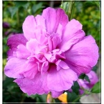 Hibiscus syriacus Purple ruffles - Ketmia syryjska Purple ruffles - purpurowe półpełne FOTO