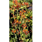 Hieracium aurantiacum - Jastrzębiec pomarańczowy - pomarańczowe, wys. 60, kw 6/10 FOTO