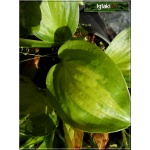 Hosta Adorable - Funkia Adorable - liść ciemnozielony z jasnozielonym od środka, wys. 45, kw. 6/7 FOTO