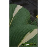 Hosta Ann Kulpa - Funkia Ann Kulpa - zielony, żółty pasek w środku liścia kw 6/7 FOTO
