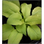 Hosta Fortunei Aurea - Funkia Fortunea Aurea - żółty liść, wys. 60, kw 7/8