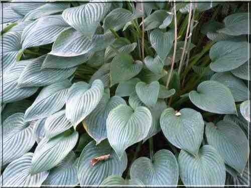 Hosta Fortunei Hyacinthina - Funkia Fortunea Hyacinthina - niebieski liść, wys. 60, kw 7/8 C2
