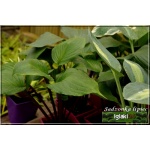 Hosta Gooseberry Sundae - Funkia Gooseberry Sundae - liść zielony, czerwona łodyga, wys. 40 FOTO