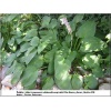 Hosta Green Acres - Funkia Green Acres - jasnozielony, wys. 60-70, kw 6/8 FOTO 