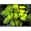 Hosta Guacamole - Funkia Guacamole - jasno-zielony do złotego liść, zielony brzeg, wys. 60, kw 7/8 FOTO
