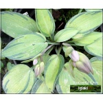 Hosta June - Funkia June - liście żółto-kremowe z niebiesko-zielonym marginesem, wys. 35, kw. 7/8 FOTO