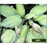 Hosta June - Funkia June - liście żółto-kremowe z niebiesko-zielonym marginesem, wys. 35, kw. 7/8 FOTO