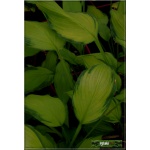 Hosta Lady Guinevere - Funkia Lady Guinevere - liście zielonkawo-żółte z ciemnozielonym marginesem, wys. 60, kw 7/8 FOTO