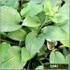 Hosta Stirfy - Funkia Stirfy - ciemnozielone, błyszczące liście, wys. 30, kw. 7 FOTO