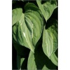 Hosta Striptease - Funkia Striptease - sercowate liście z z wąska jasnozieloną-białą plamką, wys. 50, kw. 6/7 FOTO