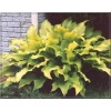 Hosta Sun Power - Funkia Sun Power - jasnożółte liście, wys. 55, kw 7/8 FOTO 