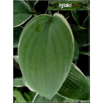 Hosta Tom Schmidt - Funkia Tom Schmidt - ciemnozielone liście z czysto białym marginesem, wys. 65, kw 7/8 FOTO