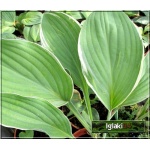 Hosta Tom Schmidt - Funkia Tom Schmidt - ciemnozielone liście z czysto białym marginesem, wys. 65, kw 7/8 C2