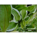 Hosta Undulata Albomarginata - Funkia Undulata Albomarginata - zielona z białym brzegiem , wys. 45, kw 6/7 C2