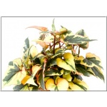 Houttuynia cordata Chameleon - Hutujnia sercowata Chameleon - Pstrolistka sercowata Chameleon - liście pstre, żółto-czerwono-zielone, wys 40, kw 6/8 FOTO