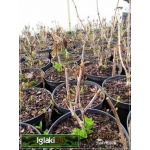 Hydrangea arborescens Annabelle - Hortensja krzewiasta Annabelle - kremowobiałe C5 60-80cm