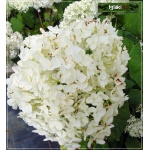 Hydrangea arborescens Annabelle - Hortensja krzewiasta Annabelle - kremowobiałe C5 60-80cm