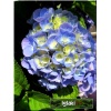 Hydrangea Forever&Ever Blue Heaven - Hortensja Blue Heaven - niebieskie FOTO