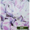 Hydrangea Forever&Ever Peppermint - Hortensja Peppermint - biało-różowe FOTO 