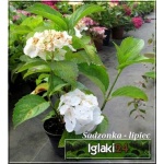 Hydrangea macrophylla - Hortensja ogrodowa biała C_15 50-70cm 
