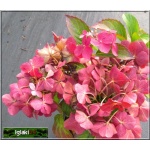 Hydrangea macrophylla - Hortensja ogrodowa czerwona FOTO 