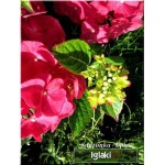 Hydrangea macrophylla - Hortensja ogrodowa czerwona C3 20-40cm