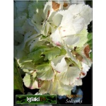 Hydrangea macrophylla - Hortensja ogrodowa biała FOTO