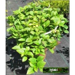 Hydrangea macrophylla - Hortensja ogrodowa różowa C1 10-20cm