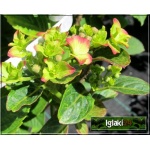 Hydrangea macrophylla - Hortensja ogrodowa różowa FOTO