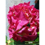 Hydrangea macrophylla - Hortensja ogrodowa różowa FOTO