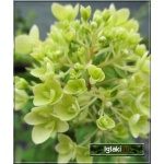 Hydrangea paniculata Bombshell - Hortensja bukietowa Bombshell - białe C3 20-40cm