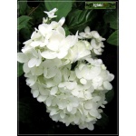 Hydrangea paniculata Bombshell - Hortensja bukietowa Bombshell - białe C3 20-40cm